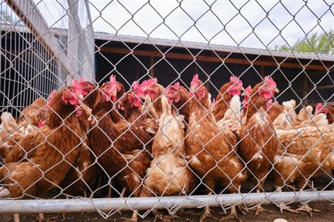 Three bird flu cases confirmed days after housing rules lifted