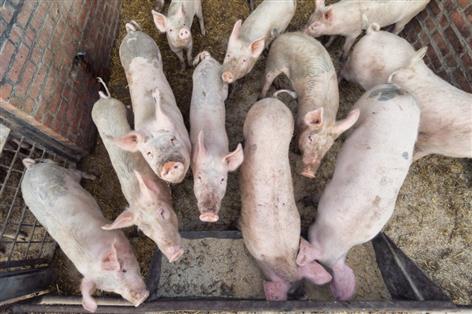 Pig sector hits back at 'misleading' ammonia map claims