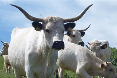 One of Britain's oldest cattle breeds faces renewed survival threat