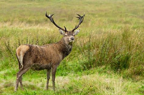 Wild deer TB levels among highest globally in Exmoor, new research finds