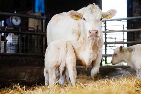 Landmark sale as renowned Cockerington Charolais herd set for dispersal