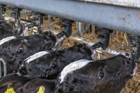 Lower-fat milk replacers could boost calf growth and cut costs