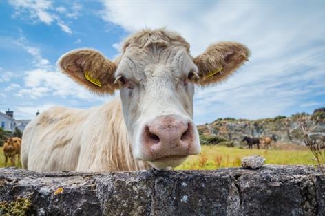 'Drastic changes' needed to tackle bovine TB, says NFU Cymru