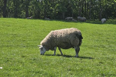 Sheep vaccines could save farmers up to £8,430 per 100 ewes, study finds