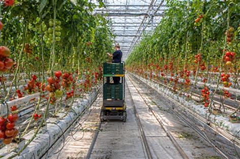 £150m Essex greenhouse approved in boost for UK food security