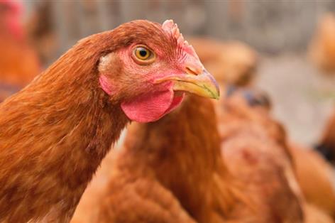 Vets call for total ban on hen cages as welfare concerns grow