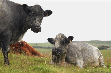 Scottish farm profits hit record £1.5 billion in 2025