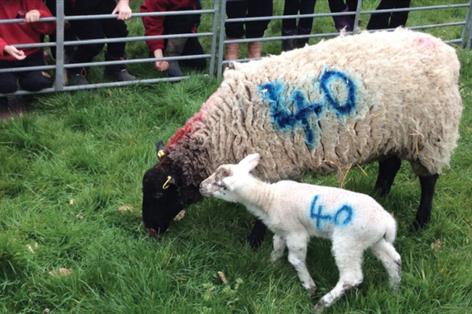 Scheme bringing sheep into schools reaches 6,000 children this year