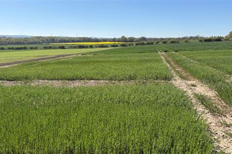 Growers urged to rethink break crops as linseed prices top £500/t