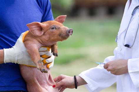 Scientists develop promising vaccine system targeting pig coronaviruses