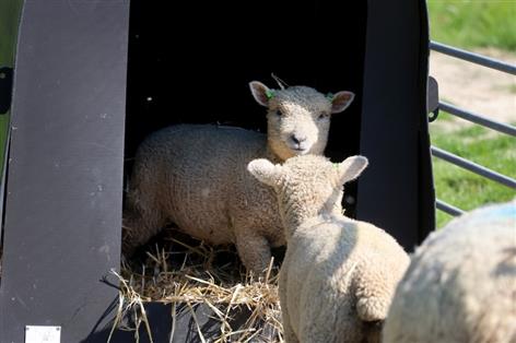 Thousands of pupils meet farm animals through 'Loan a Lamb' scheme