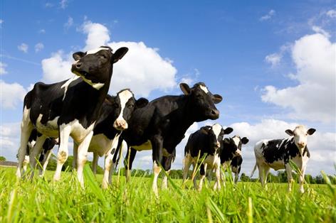 Scotland drives sharp rise in UK organic farmland figures