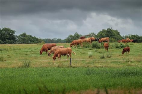 NFU warns dairy and beef farms could face £8,000 permit costs