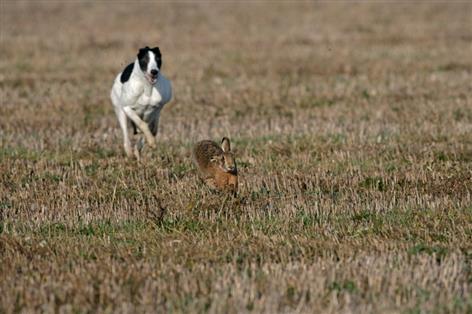 Courts handed tougher powers to tackle hare coursing offences