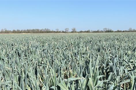 UK leek growers pin hopes on genetics amid rising crop pressures