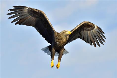 White-tailed eagles to return to Exmoor despite farming concerns