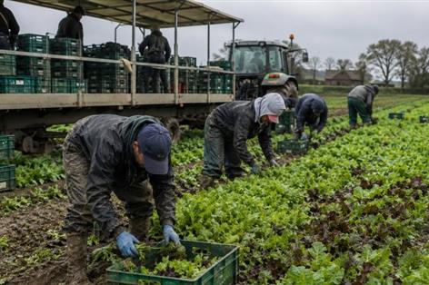 AHDB releases £1.9m levy reserves for priority horticulture projects