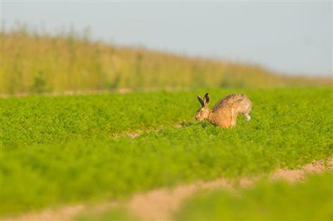Hare coursing gangs targeted in new Essex Police crackdown