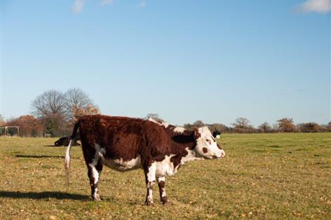 Beef farmers warn national herd under threat after price falls