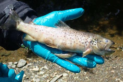Farmer fined after digestate spill kills more than 1,600 fish