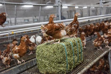 Pullet sector facing crisis as rearers warn prices must rise