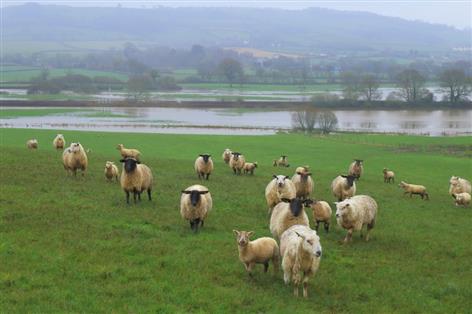 British farms face 'unviable' future as climate extremes intensify