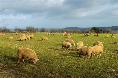 UK seals £3.7bn Gulf trade deal with boost for British farmers