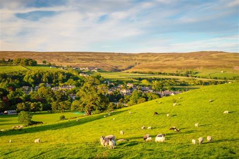 NFU warns sheep farms fighting for survival amid rising costs
