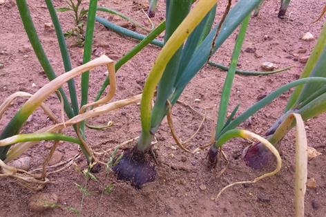 New DNA test targets £10m threat to UK onion industry