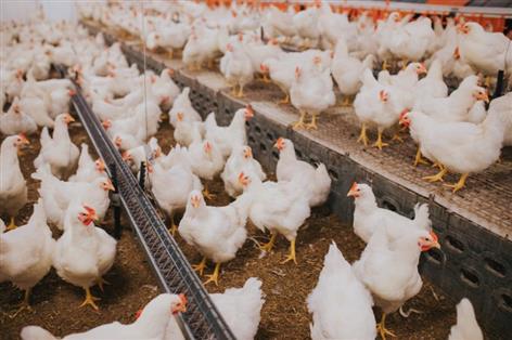 NFU says ageing poultry sheds are holding back UK production