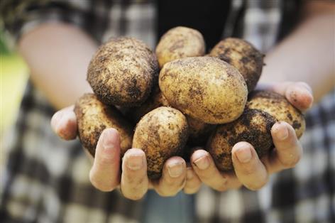 Supermarket giant revamps potato ranges to cut reliance on imports