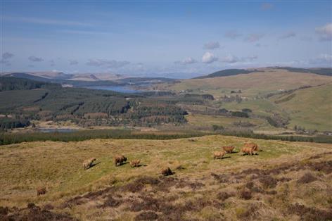 Rare SSSI hill ground with grazing potential comes to market