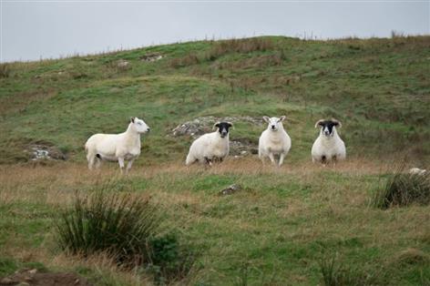 Upland farms face scrutiny as MPs launch evidence call