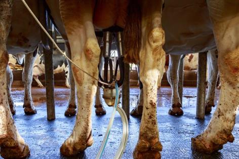 Welsh farms hit by 'perfect storm' of costs and weak milk prices