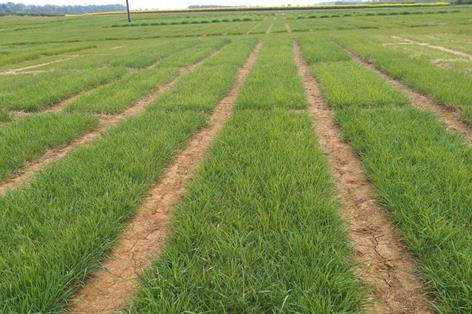 Livestock farmers gain new grass and clover choices for resilient forage