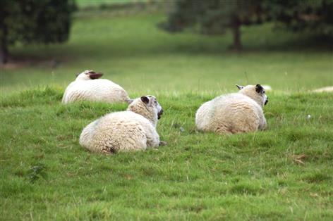Sheep farmers offered new route to lower methane flocks