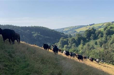 Farmers set to support Exmoor nature recovery through new fund