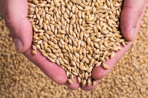 Whisky demand slowdown hits Scottish barley growers