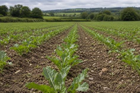 Emergency aphid control granted as virus yellows threat rises