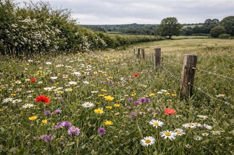 Advisers warn farmers to fix RPA data before SFI rush