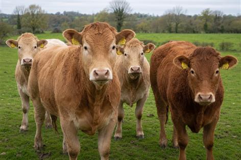 Fife farm set to slaughter 271 untraceable cattle