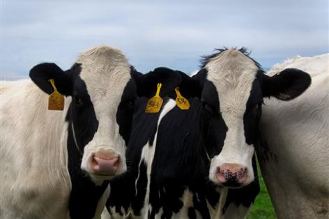 First Milk launches water quality strategy across 700 farms