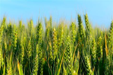 UK crop ratings fall after dry spring pressure
