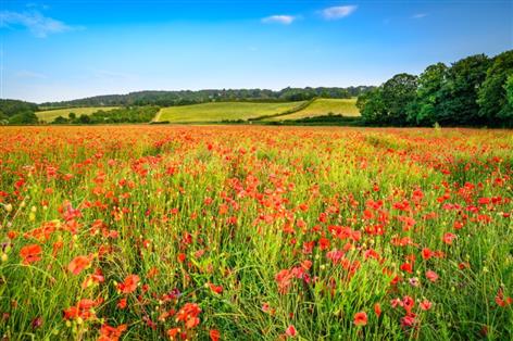 Defra confirms first SFI26 window to open from 30 June