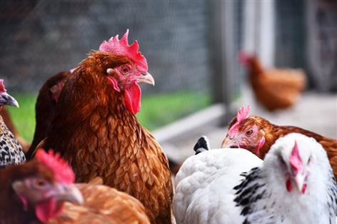 Defra lifts bird flu restrictions after risk downgrade