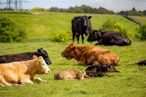 UK urged to match EU rules on antibiotic-fed livestock