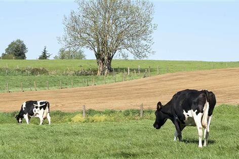 Heat stress warning for autumn-born calves