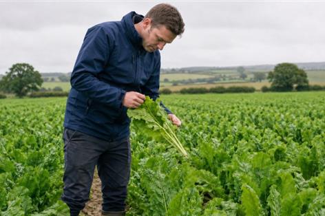 Emergency beet moth approval granted as sugar beet risk rises