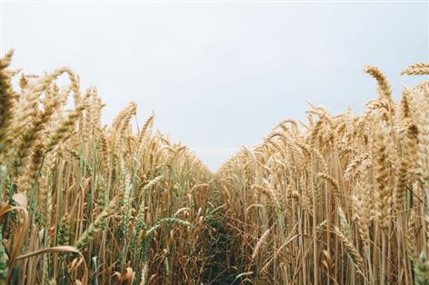 Regenerative farming may shield crops from drought losses