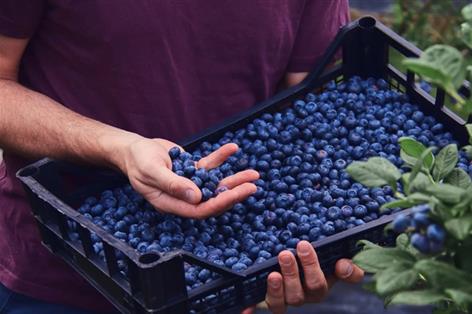 Lidl commits £500m to boost British berry sourcing